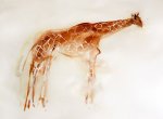 Reticulated Giraffe